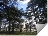 Cedars